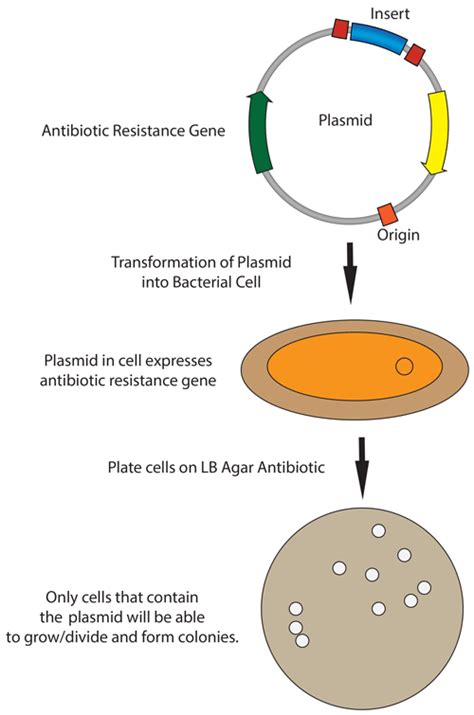 Addgene: Protocol .
